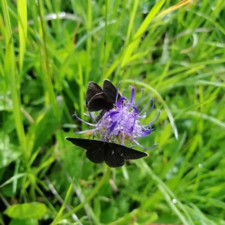 Gæstehus Oberer Gollmitzer *