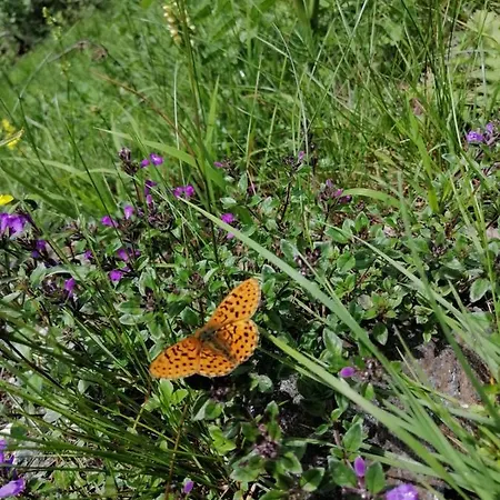 Oberer Gollmitzer Gæstehus Heiligenblut