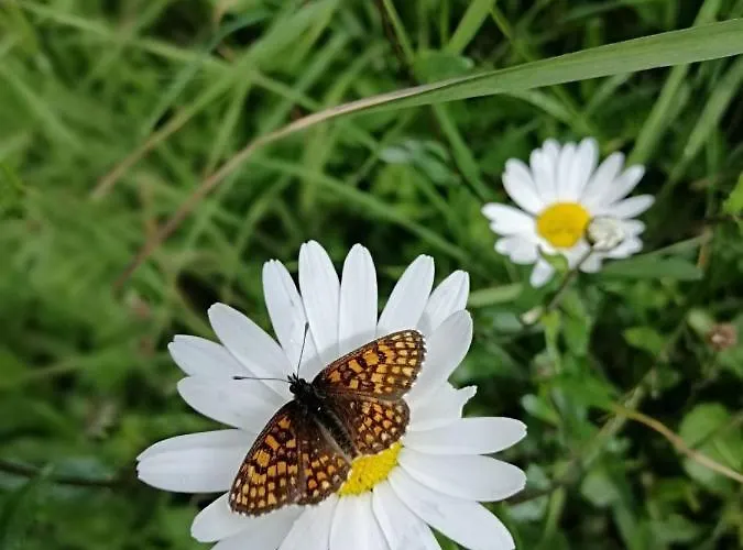 Oberer Gollmitzer Heiligenblut