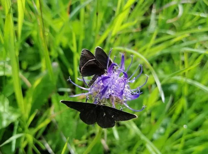 Guest house Oberer Gollmitzer *