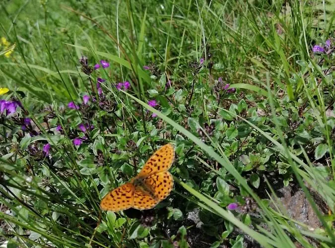 Oberer Gollmitzer Guest house Heiligenblut